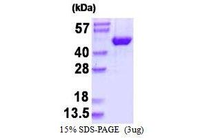 Image no. 1 for Mitogen-Activated Protein Kinase 9 (MAPK9) protein (His tag) (ABIN1098349)