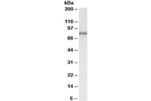 Western blot testing of HepG2 lysate with ACSL4 antibody at 0. (ACSL4 anticorps)