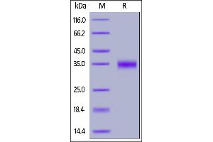 Biotinylated 2019-nCoV (COVID-19) S protein RBD, His,Avitag (MALS verified) on SDS-PAGE under reducing (R) condition.