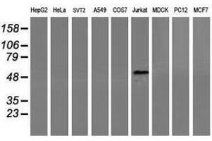 Image no. 2 for anti-Coronin, Actin Binding Protein, 1A (CORO1A) antibody (ABIN1497574) (Coronin 1a anticorps)