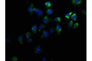 Immunofluorescence staining of A549 cells with ABIN7164015 at 1:50, counter-stained with DAPI. (KCNV1 anticorps  (AA 1-200))