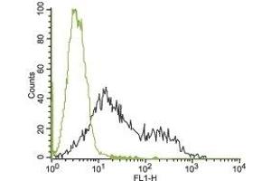 Cell surface detection of KV11.
