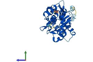 AlphaFold protein structure predicition of Human Recombinant NT5C3B Protein, UniprotID Q969T7