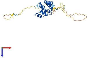 AlphaFold protein structure predicition of Mouse Recombinant Edaradd Protein, UniprotID Q8VHX2