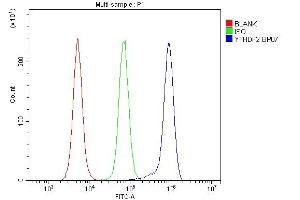Flow Cytometry analysis of RAW264. (YTHDF2 anticorps  (N-Term))