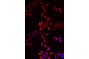 Immunofluorescence analysis of U2OS cells using PCBD1 antibody. (PCBD1 anticorps)