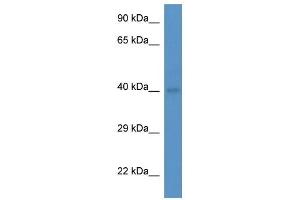 Western Blot showing Abo antibody used at a concentration of 1. (ABO anticorps  (Middle Region))