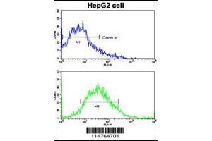 Flow cytometric analysis of HepG2 cells using LGR5/GPR49 Antibody (bottom histogram) compared to a negative control cell (top histogram).