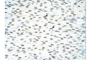 anti-Interleukin enhancer-binding factor 3 (ILF3) (AA 23-72) antibody