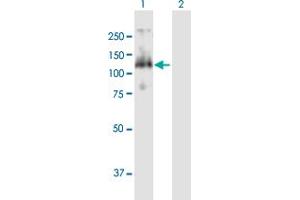 Western Blot analysis of CDC27 expression in transfected 293T cell line by CDC27 MaxPab polyclonal antibody.