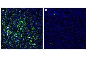 Expression of N-Cadherin in mouse cortex - Immunohistochemical staining of perfusion-fixed frozen mouse brain sections with Anti-N-Cadherin Antibody (ABIN7042976, ABIN7044708 and ABIN7044709), (1:200), followed by goat anti-rabbit-AlexaFluor-488.