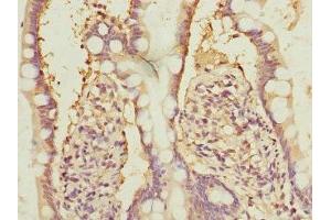 Immunohistochemistry of paraffin-embedded human small intestine tissue using ABIN7161944 at dilution of 1:100 (NFYB anticorps  (AA 1-207))