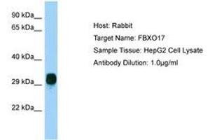 Image no. 1 for anti-F-Box Protein 17 (FBXO17) (AA 36-85) antibody (ABIN6750200)