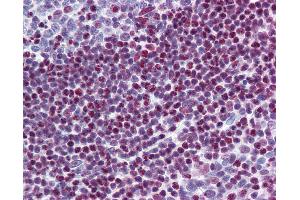 Anti-SRSF6 / SFRS6 antibody IHC of human tonsil.