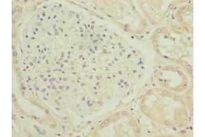 Immunohistochemistry of paraffin-embedded human kidney tissue using ABIN7174751 at dilution of 1:100 (C17ORF47 anticorps  (AA 1-300))