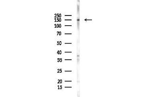 anti-G Protein-Coupled Receptor 116 (GPR116) (C-Term) antibody