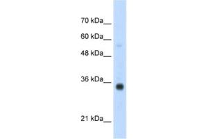 Western Blotting (WB) image for anti-Homeobox B4 (HOXB4) antibody (ABIN2461926) (HOXB4 anticorps)