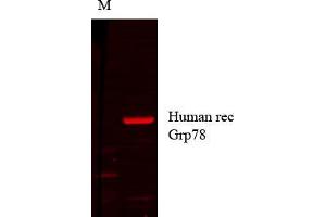 Grp78 human recom copy_1.