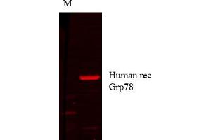 Grp78 human recom copy_1. (GRP78 anticorps)