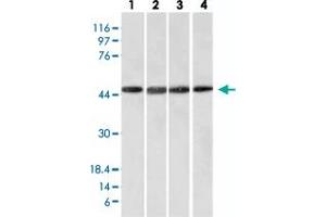 Western Blot analysis of Lane 1: HeLa, Lane 2: HepG2, Lane 3: HEK293 and Lane 4: K562 cell lysates with FBXO5 monoclonal antibody, clone EMI1/1176 . (FBXO5 anticorps  (AA 1-250))