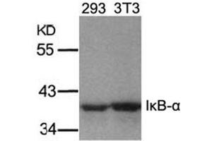 Image no. 2 for anti-Nuclear Factor of kappa Light Polypeptide Gene Enhancer in B-Cells Inhibitor, alpha (NFKBIA) (Ser32), (Ser36) antibody (ABIN197304) (NFKBIA anticorps  (Ser32, Ser36))