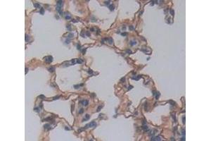 Used in DAB staining on fromalin fixed paraffin- embedded Kidney tissue (TLR8 anticorps  (AA 519-812))