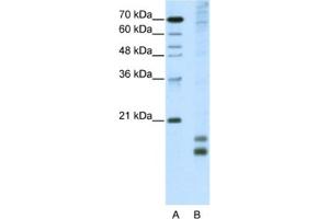 Western Blotting (WB) image for anti-Transcription Factor MafF (MAFF) antibody (ABIN2461834) (MafF anticorps)