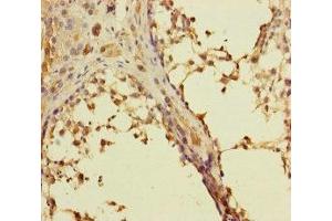 Immunohistochemistry of paraffin-embedded human testis tissue using ABIN7167274 at dilution of 1:100