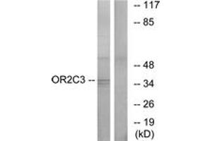 Western Blotting (WB) image for anti-Olfactory Receptor, Family 2, Subfamily C, Member 3 (OR2C3) (AA 231-280) antibody (ABIN2890978) (OR2C3 anticorps  (AA 231-280))