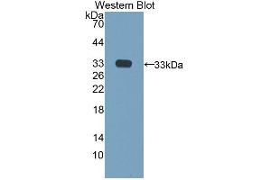 Figure. (Aurora Kinase C anticorps  (AA 92-339))