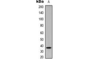 Western blot analysis of TECR expression in HEK293T (A) whole cell lysates. (TECR anticorps  (C-Term))