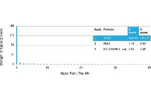 Protein Array (PAr) image for anti-Oligodendrocyte Lineage Transcription Factor 2 (OLIG2) antibody (ABIN7456327) (OLIG2 anticorps)