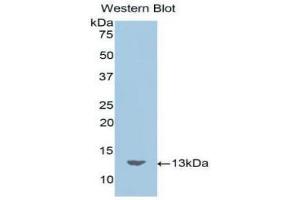 Western blot analysis of the recombinant protein. (Motilin anticorps  (AA 26-115))