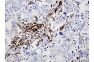 Image no. 5 for anti-Sex Determining Region Y (SRY) antibody (ABIN1501140) (SRY anticorps)