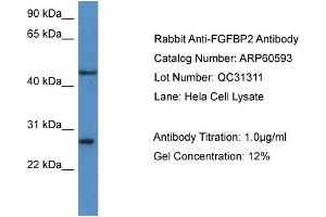WB Suggested Anti-FGFBP2  Antibody Titration: 0. (FGFBP2 anticorps  (C-Term))