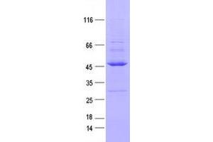 Validation with Western Blot