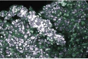 Immunohistochemical staining of Rabbit Spleen.