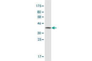 Western Blot detection against Immunogen (36.