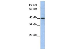 Western Blotting (WB) image for anti-Pellino E3 Ubiquitin Protein Ligase Family Member 3 (PELI3) antibody (ABIN2459771) (Pellino 3 anticorps)