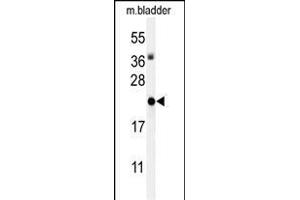 Western blot analysis of ID4 Antibody (N-term) (ABIN653935 and ABIN2843167) in mouse bladder tissue lysates (35 μg/lane). (ID4 anticorps  (N-Term))