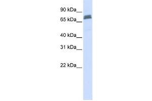 Western Blotting (WB) image for anti-Tripartite Motif Containing 45 (TRIM45) antibody (ABIN2458736) (TRIM45 anticorps)