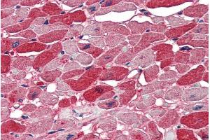 ABIN334449 (5µg/ml) staining of paraffin embedded Human Heart. (NOVA1 anticorps  (Internal Region))