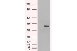 Image no. 2 for anti-Sorting Nexin 16 (SNX16) (N-Term) antibody (ABIN374316) (SNX16 anticorps  (N-Term))