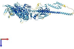 AlphaFold protein structure predicition of Human Recombinant MYO1A Protein, UniprotID Q9UBC5