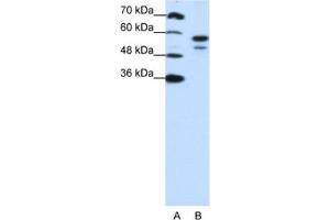 Western Blotting (WB) image for anti-U2 Small Nuclear RNA Auxiliary Factor 2 (U2AF59) antibody (ABIN2462083) (U2AF2 anticorps)