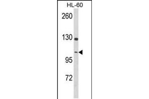 Western blot analysis of DNM3 Antibody in HL-60 cell line lysates (35ug/lane) (Dynamin 3 anticorps  (AA 557-584))