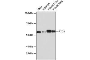 Western blot analysis of extracts of various cell lines, using  antibody (ABIN7265710) at 1:1000 dilution. (ATG5 anticorps)