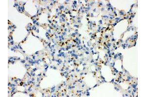Anti- ITGA2B Picoband antibody, IHC(P) IHC(P): Rat Lung Tissue