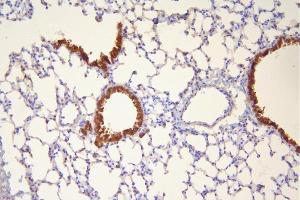 IHC analysis of Hsp20 using anti-Hsp20 antibody (ABIN5518920). (HSPB6 anticorps  (AA 73-123))