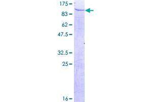 Image no. 1 for Tubby Like Protein 4 (TULP4) (AA 1-678) protein (GST tag) (ABIN1324178)